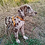 alert, animal, blue_eyes, brown_spots, canine, dog, ears, field, fur, grass, leash, nature, orange_harness, outdoor, pet, puppy, side_view, spotted_fur, standing, young_dog