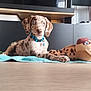 puppy, dog, blue_eyes, collar, toy, plush, cheetah_toy, floor, towel, indoor, furniture, cabinet, pet, animal, laying_down, brown_spots, domestic_animal, cute, young_dog, relaxed