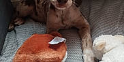 Azur participe au concours pour gagner de l'argent avec cette photo : animal, bedspread, blue_eyes, cozy, cute, dog, domestic, furniture, indoor, lying_down, patterned_bedspread, pet, plush_toy, puppy, radiator, resting, soft_toys, spotted, stuffed_animal, young_dog