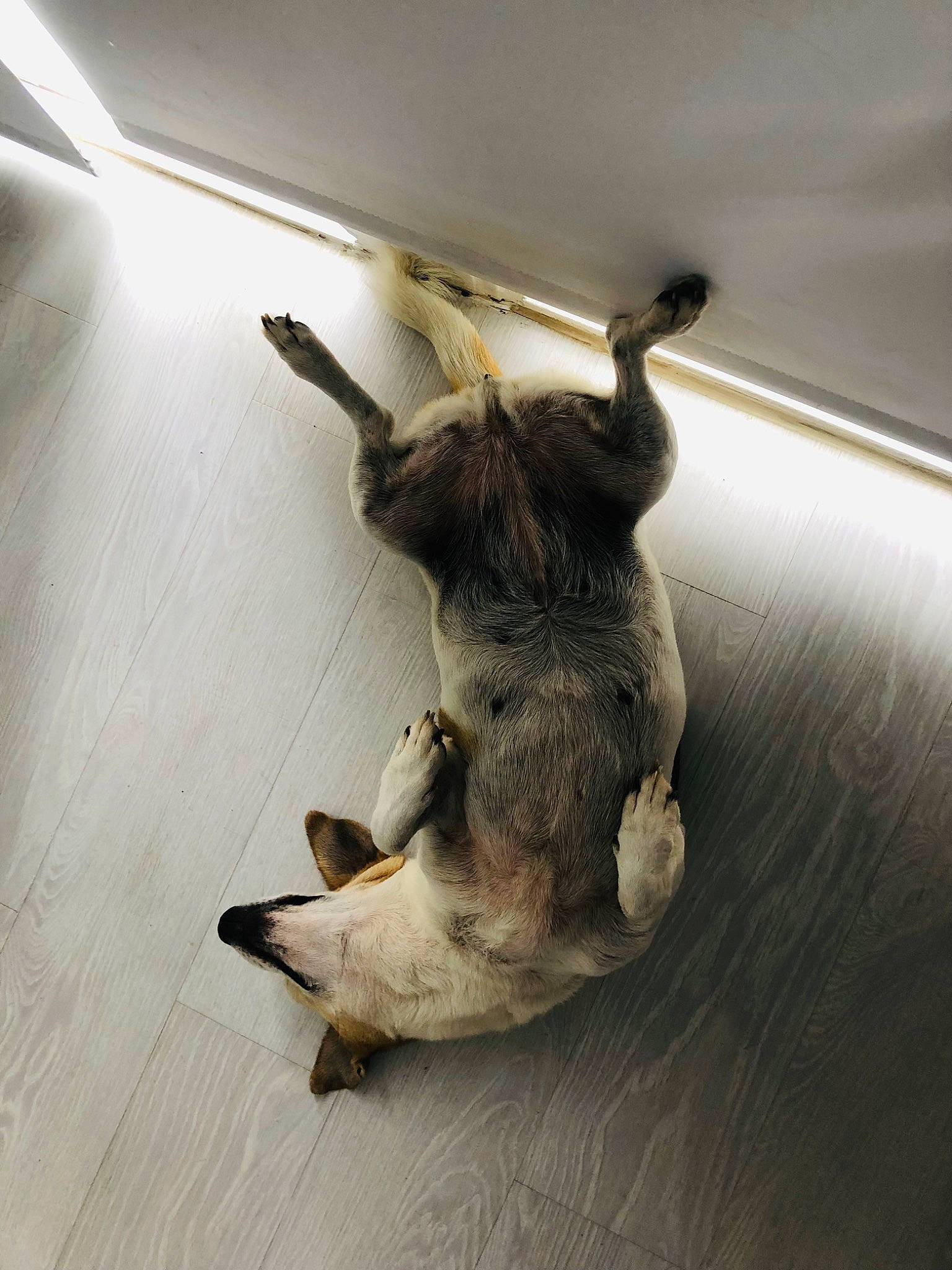 Faya a rejoint le concours — aidez-le/la à gagner de superbes lots ! canidae, carnivore, ceiling, companion_dog, dog_breed, fawn, felidae, floor, flooring, fur, hardwood, paw, snout, sporting_group, tail, terrestrial_animal, whiskers, wood, wood_flooring, working_animal