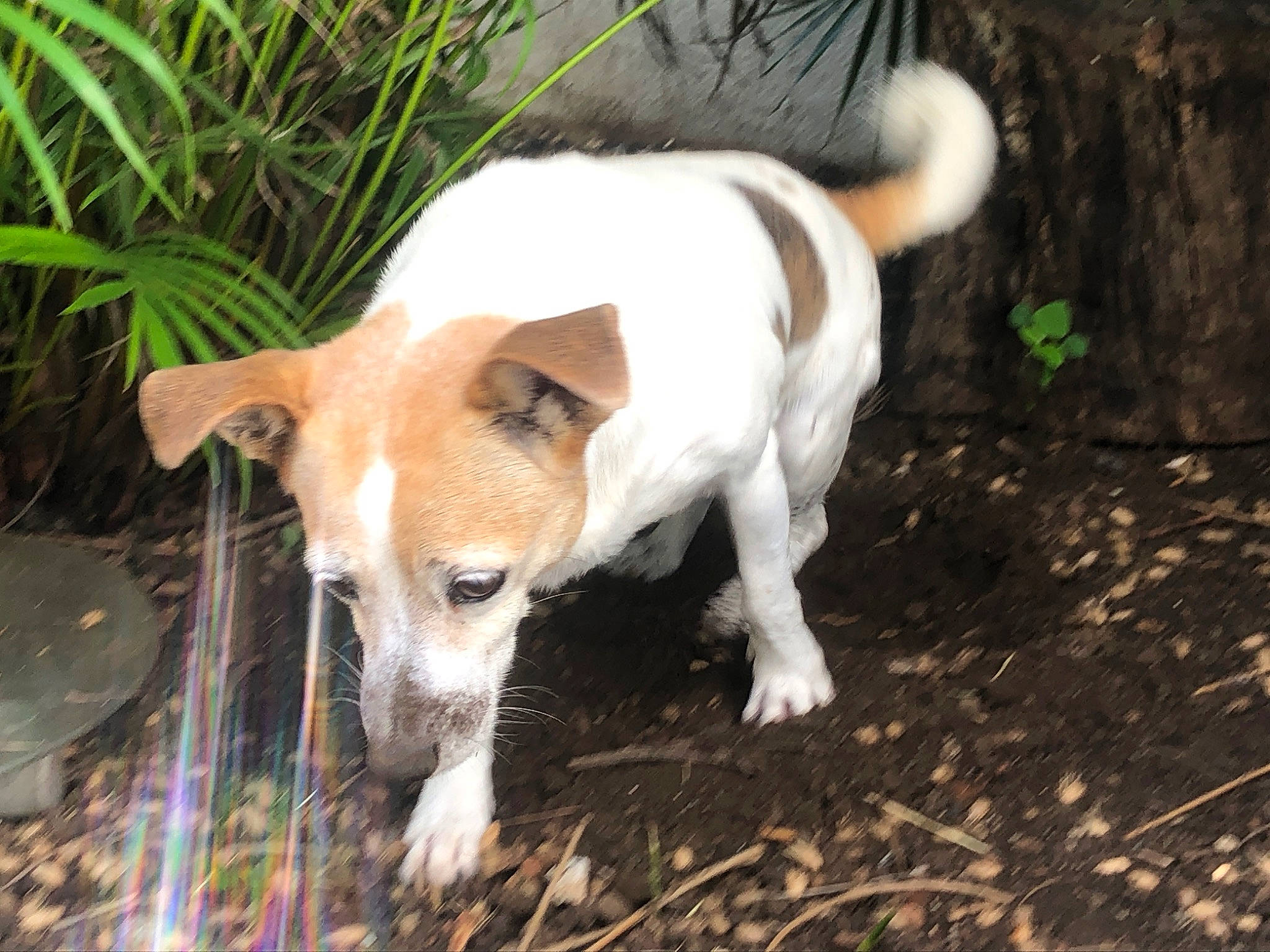 Faya participe au concours pour gagner de l'argent avec cette photo : ancient_dog_breeds, canidae, carnivore, companion_dog, dog, dog_breed, fawn, grass, irishjacks, non_sporting_group, plant, snout, sporting_group, street_dog, tail, terrestrial_animal, terrier, whiskers, wood, working_animal