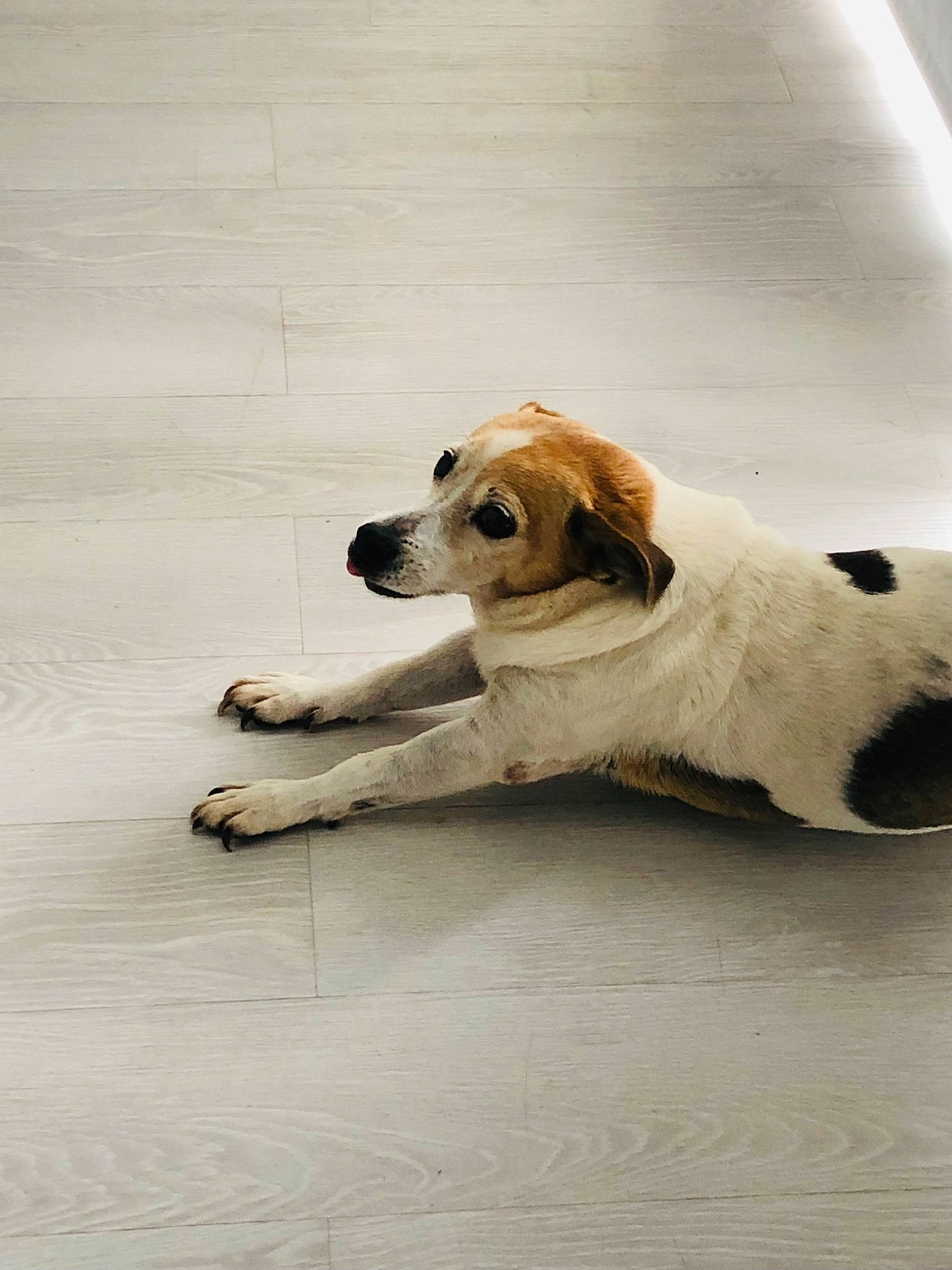 Faya participe au concours pour gagner de l'argent avec cette photo : ball, canidae, carnivore, collar, companion_dog, dog, dog_breed, fawn, floor, flooring, fur, hardwood, paw, retriever, snout, street_dog, tail, whiskers, wood, working_animal