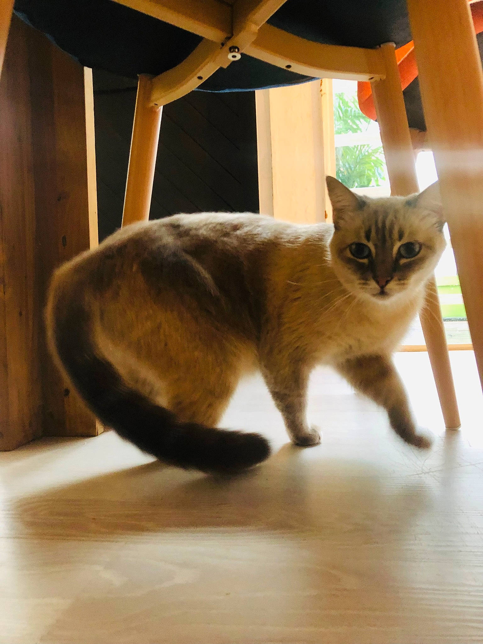 Gisèle participe au concours pour gagner de l'argent avec cette photo : cardboard, carnivore, cat, cat_supply, comfort, domestic_short_haired_cat, fawn, felidae, flooring, fur, hardwood, room, small_to_medium_sized_cats, snout, tail, terrestrial_animal, tints_and_shades, whiskers, window, wood