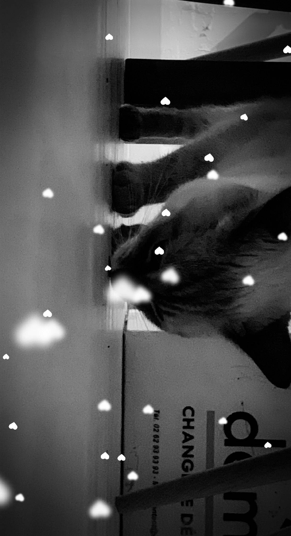 Gisèle a rejoint le concours — aidez-le/la à gagner de superbes lots ! automotive_lighting, black, black_and_white, ceiling, darkness, entertainment, flash_photography, glass, light_fixture, line, metal, monochrome, monochrome_photography, shadow, sky, snapshot, still_life_photography, style, tints_and_shades, windshield