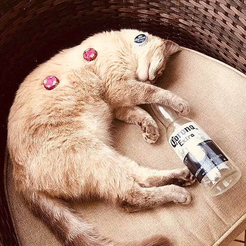 Gisèle participe au concours pour gagner de l'argent avec cette photo : bottle, carnivore, cat, domestic_short_haired_cat, ear, fawn, felidae, fur, nail, paw, pet_supply, rabbit, rabbits_and_hares, small_to_medium_sized_cats, snout, tail, terrestrial_animal, toy, whiskers, working_animal