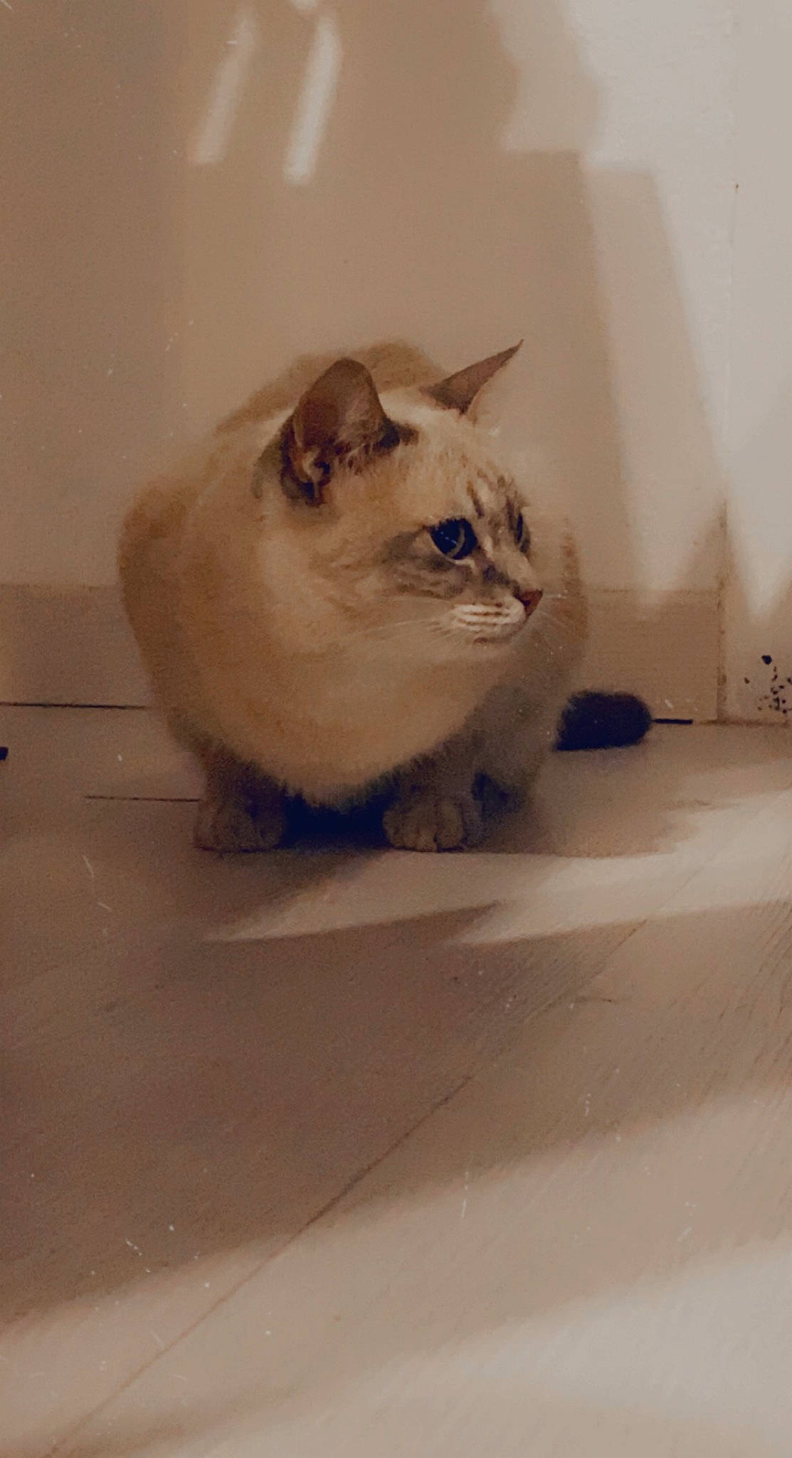 Gisèle participe au concours pour gagner de l'argent avec cette photo : birman, box, cardboard, carnivore, cat, domestic_short_haired_cat, eye, fawn, felidae, floor, flooring, fur, iris, paw, small_to_medium_sized_cats, snout, tail, thai, whiskers, wood