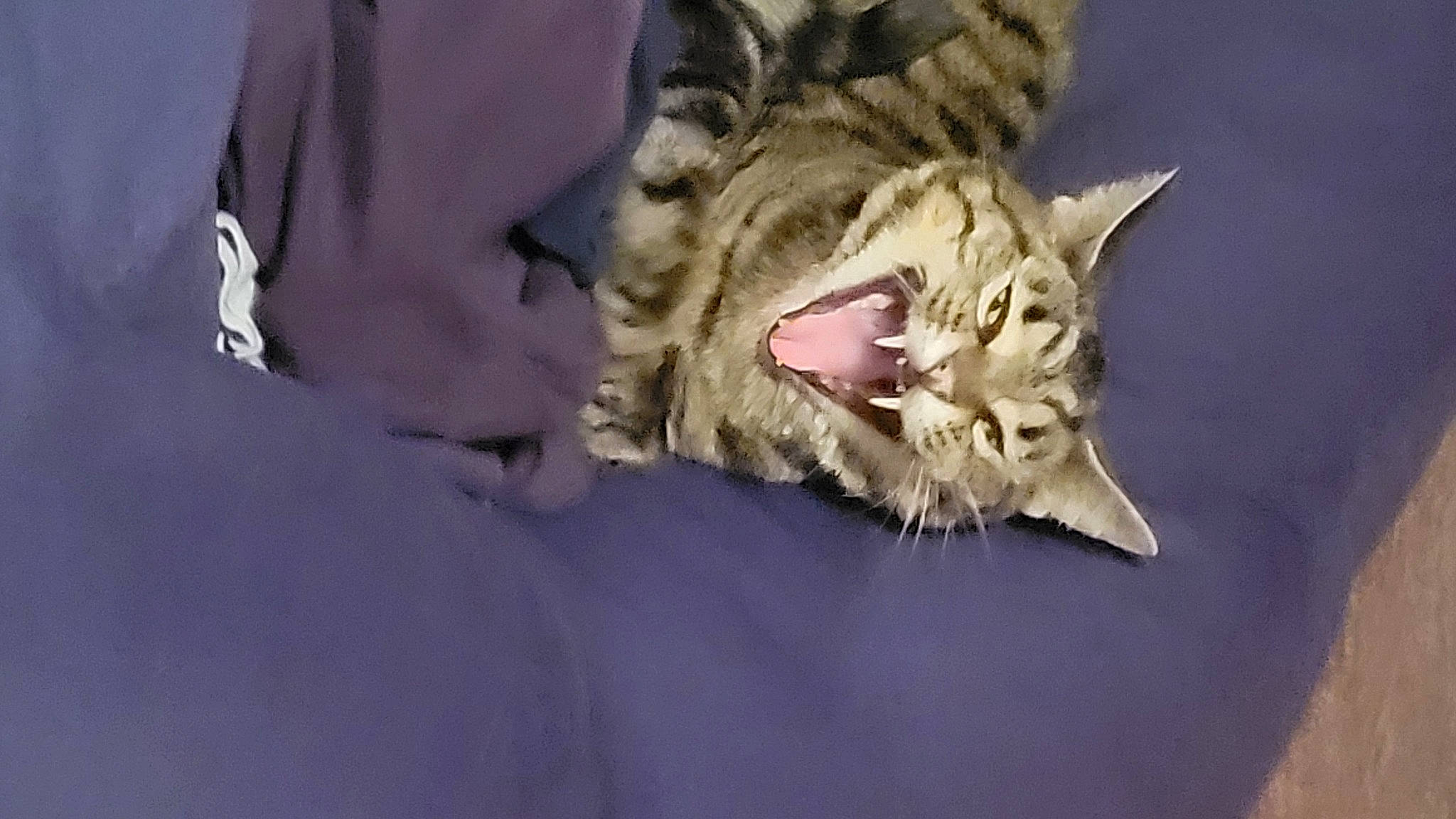 Sahara is registered to the contest to win money with this photo: bed, carnivore, cat, claw, comfort, domestic_short_haired_cat, felidae, fur, gesture, linens, paw, small_to_medium_sized_cats, terrestrial_animal, whiskers, wildlife