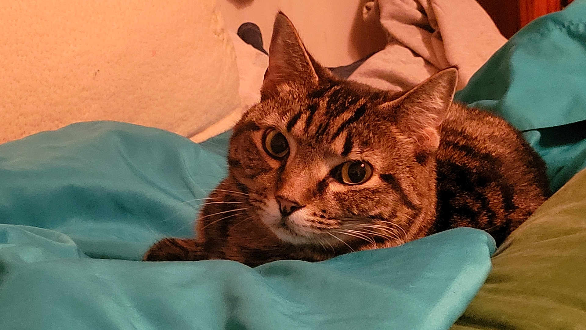 Sahara joined the competition — help win amazing prizes! abyssinian, animal, bed, bedroom, blanket, cat, couch, cushion, egyptiancat, furniture, homedecor, indoors, kitten, manx, person, pet, quilt, room, sleeping