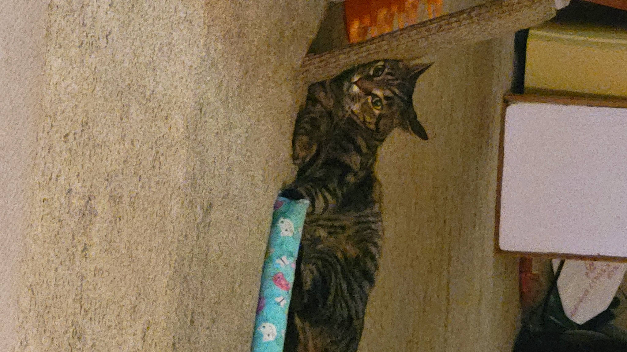 Sahara joined the competition — help win amazing prizes! carnivore, cat, cat_supply, domestic_short_haired_cat, door, felidae, fur, small_to_medium_sized_cats, tail, terrestrial_animal, tree, whiskers, wood