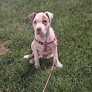 Littles joined the competition — help win amazing prizes! alert, animal, canine, cute, dog, domestic_animal, grass, grass_field, greenery, leash, leashed, mammal, nature, outdoor, pet, pink_harness, puppy, sitting, young_dog, young_pet