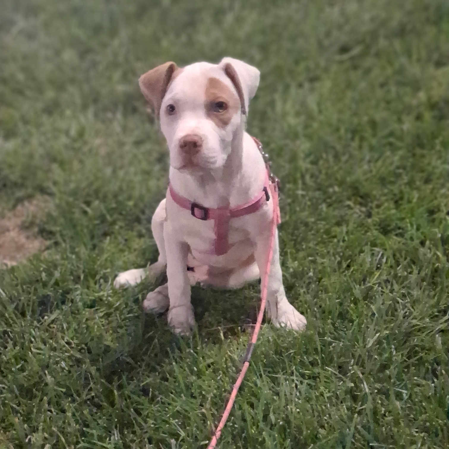 Littles joined the competition — help win amazing prizes! alert, animal, canine, cute, dog, domestic_animal, grass, grass_field, greenery, leash, leashed, mammal, nature, outdoor, pet, pink_harness, puppy, sitting, young_dog, young_pet