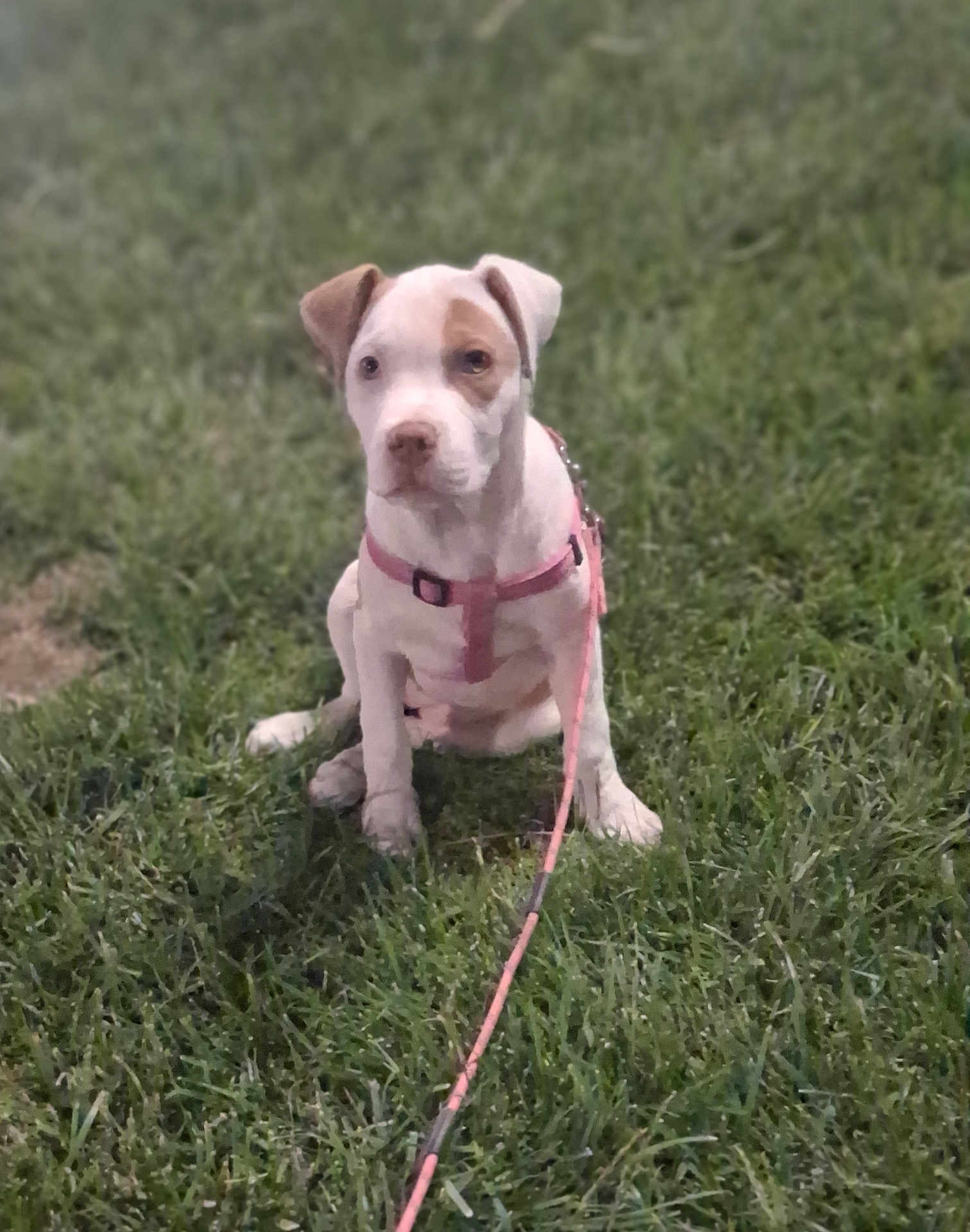 Littles joined the competition — help win amazing prizes! alert, animal, canine, cute, dog, domestic_animal, grass, grass_field, greenery, leash, leashed, mammal, nature, outdoor, pet, pink_harness, puppy, sitting, young_dog, young_pet