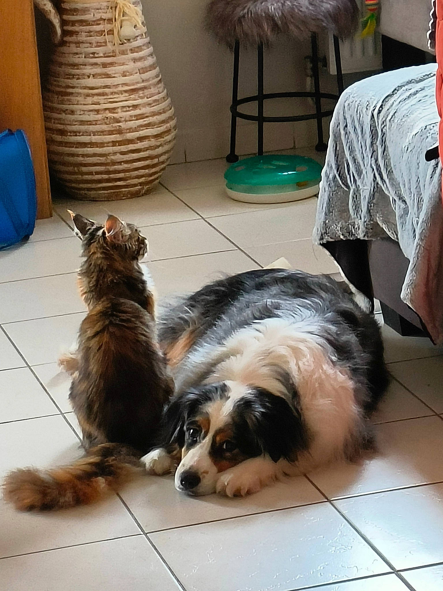 Looping a rejoint le concours — aidez-le/la à gagner de superbes lots ! basket, canidae, carnivore, cat, companion_dog, dog, dog_breed, domestic_short_haired_cat, felidae, flooring, fur, pet_supply, small_to_medium_sized_cats, snout, sporting_group, tail, terrestrial_animal, toy_dog, whiskers, working_dog