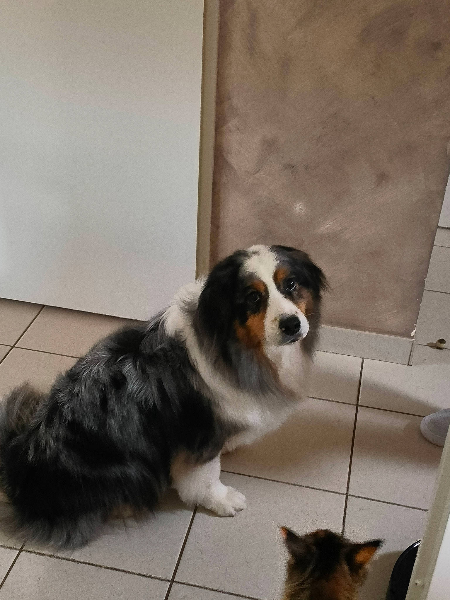 Looping participe au concours pour gagner de l'argent avec cette photo : bored, canidae, carnivore, companion_dog, dog, dog_breed, door, flooring, fur, snout, sporting_group, tail, terrestrial_animal, whiskers, working_dog