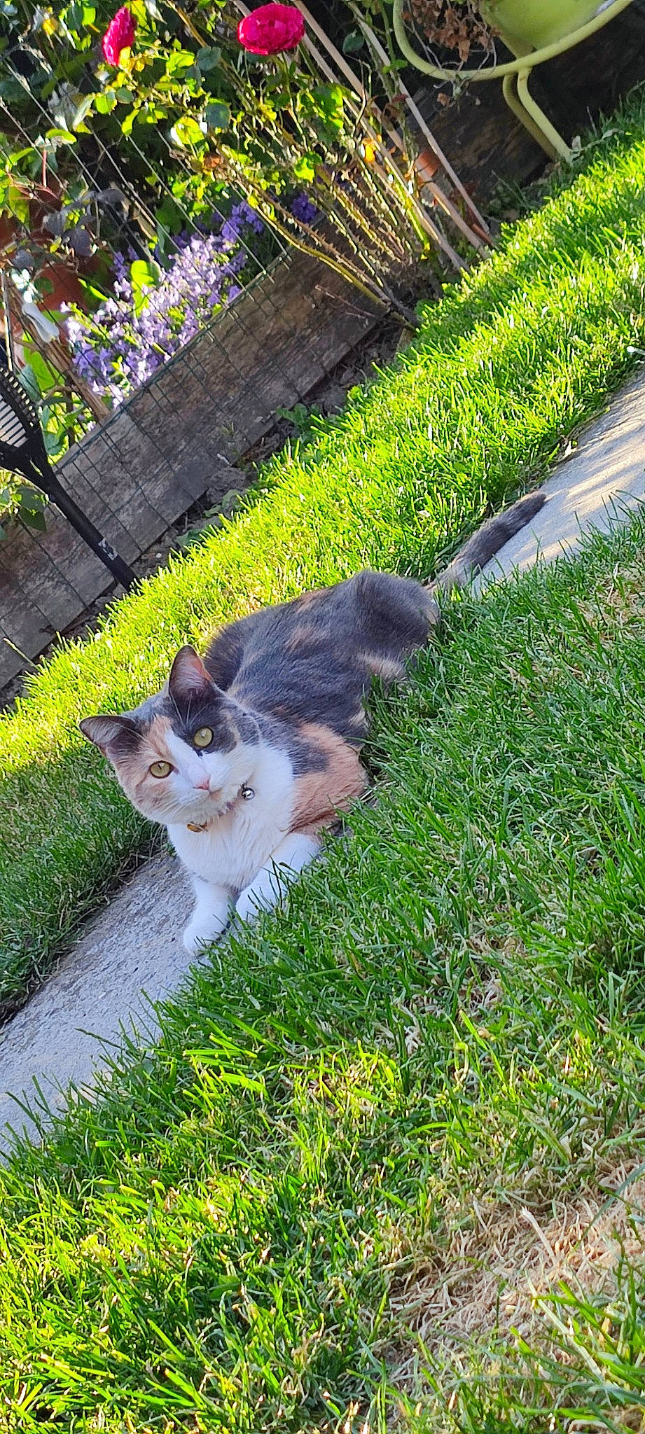 Ozia a rejoint le concours — aidez-le/la à gagner de superbes lots ! carnivore, cat, domestic_short_haired_cat, fawn, felidae, fur, garden, grass, groundcover, lawn, plant, road_surface, shrub, sitting, small_to_medium_sized_cats, snout, tail, whiskers, wildlife, wood