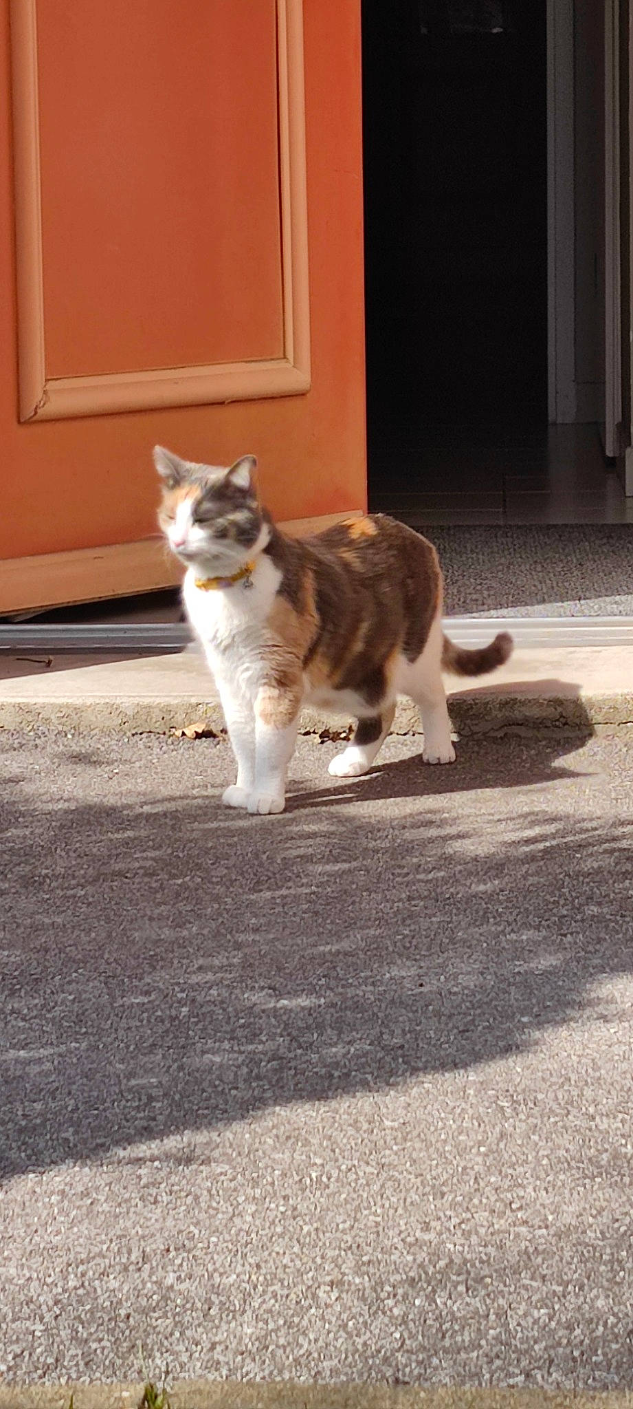 Ozia participe au concours pour gagner de l'argent avec cette photo : asphalt, carnivore, cat, door, fawn, felidae, fur, grass, road_surface, shadow, sitting, small_to_medium_sized_cats, snout, tail, terrestrial_animal, tints_and_shades, tree, whiskers, wildlife, wood