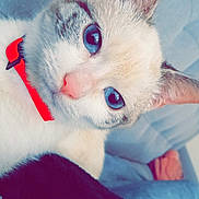 Calina a rejoint le concours — aidez-le/la à gagner de superbes lots ! cat, blue_eyes, close_up, collar, pet, feline, animal, indoor, blanket, soft, cozy, fur, whiskers, ears, pink_nose, relaxed, cute, domestic_cat, portrait, resting