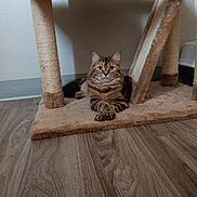 Koko is registered to the contest to win money with this photo: cat, tabby, fluffy, long_hair, pet, animal, feline, green_eyes, whiskers, ears, paws, sitting, lying_down, scratching_post, cat_tree, indoor, living_room, wood_floor, portrait, cute