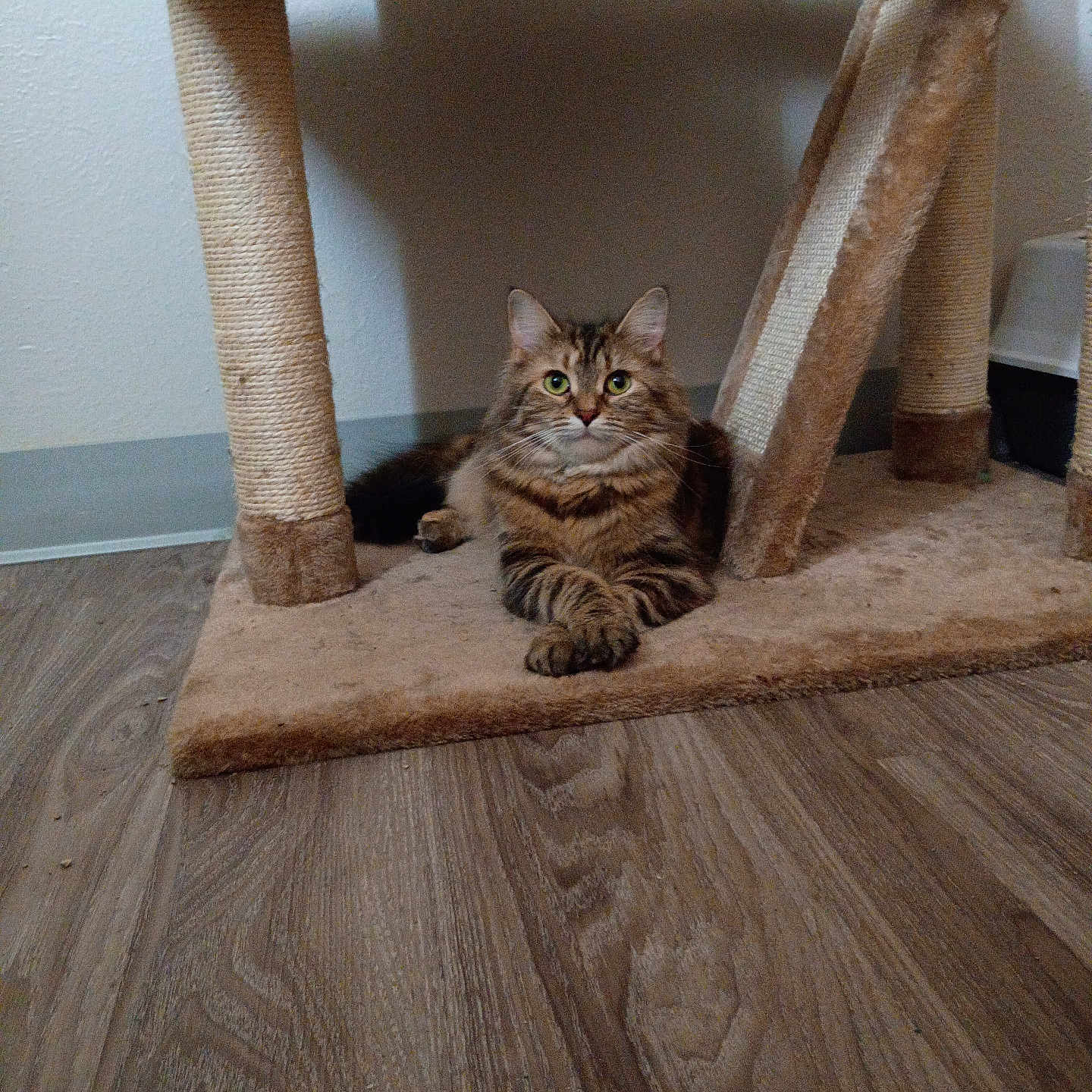 Koko is registered to the contest to win money with this photo: cat, tabby, fluffy, long_hair, pet, animal, feline, green_eyes, whiskers, ears, paws, sitting, lying_down, scratching_post, cat_tree, indoor, living_room, wood_floor, portrait, cute