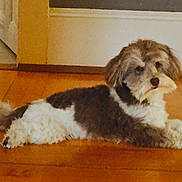 Max a rejoint le concours — aidez-le/la à gagner de superbes lots ! dog, pet, indoor, hardwood_floor, lying_down, fur, white_and_brown, small_dog, companion, relaxed, home_interior, baseboard, doorway, floorboard, portrait, mammal, cute, looking_away, fluffy, calm