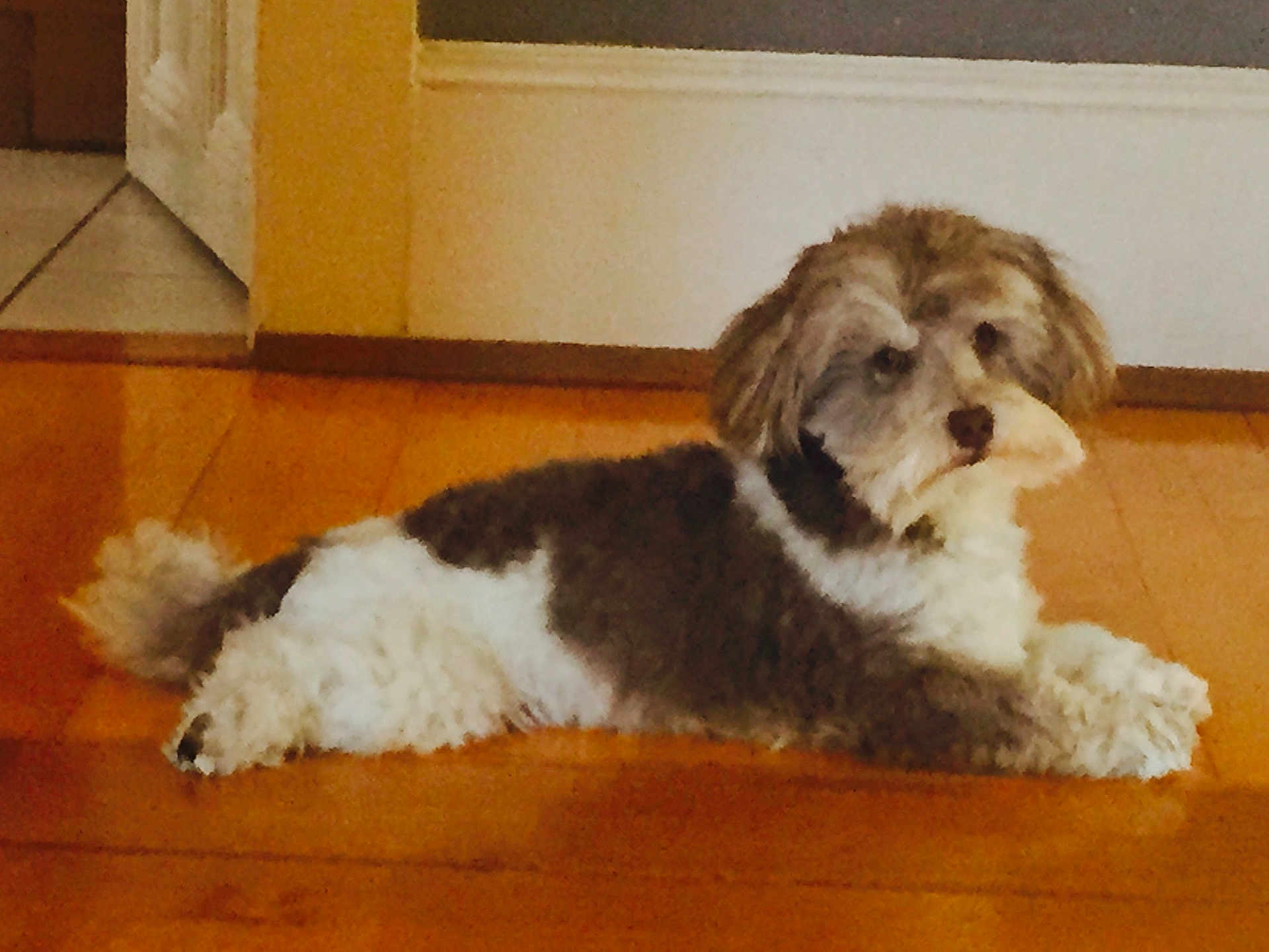 Max a rejoint le concours — aidez-le/la à gagner de superbes lots ! dog, pet, indoor, hardwood_floor, lying_down, fur, white_and_brown, small_dog, companion, relaxed, home_interior, baseboard, doorway, floorboard, portrait, mammal, cute, looking_away, fluffy, calm