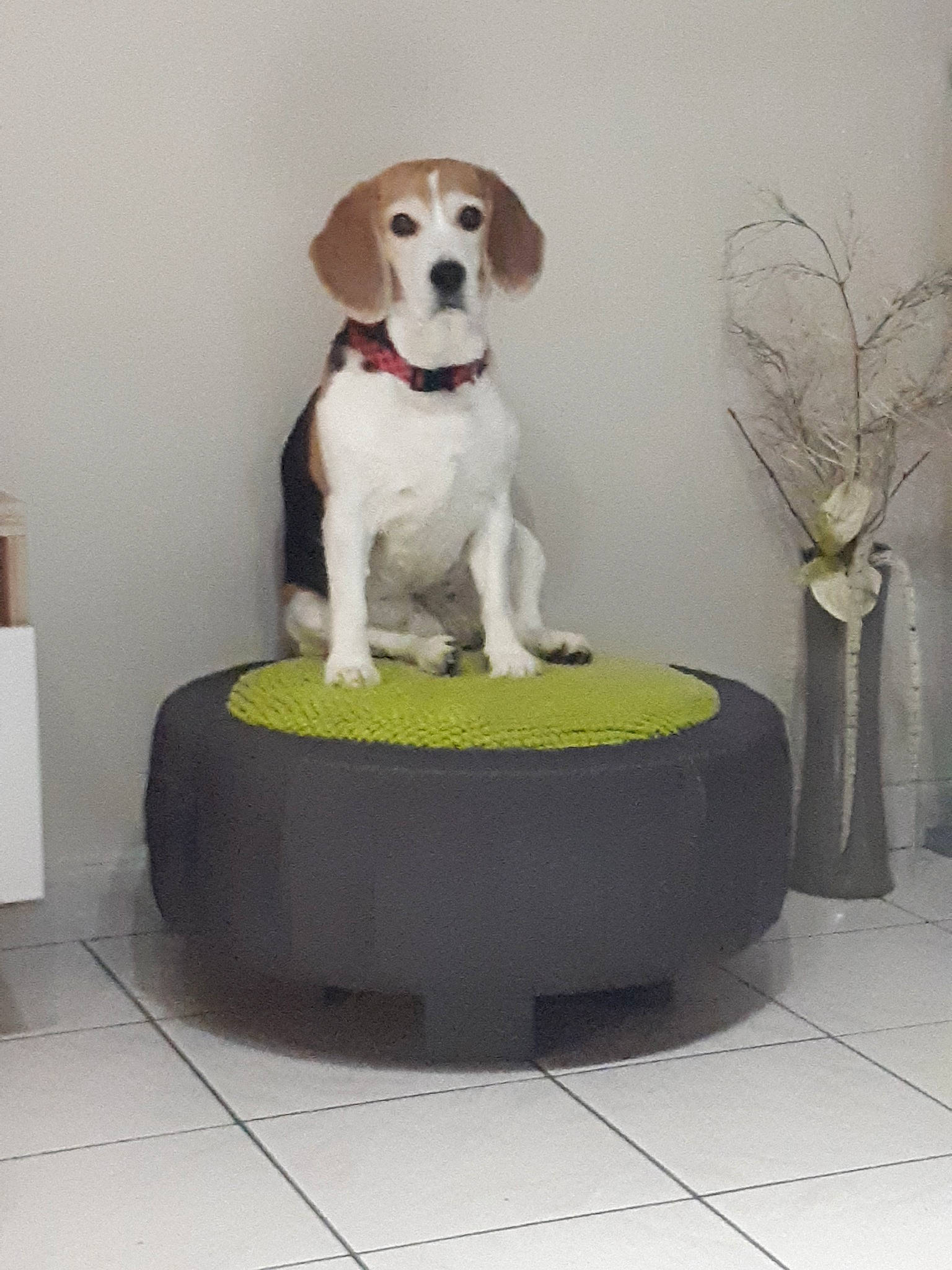 Ony participe au concours pour gagner de l'argent avec cette photo : american_foxhound, beagle, beagle_harrier, beaglier, canidae, carnivore, companion_dog, dog, dog_breed, english_foxhound, fawn, harrier, hound, mammal, pocket_beagle, sporting_group, vertebrate