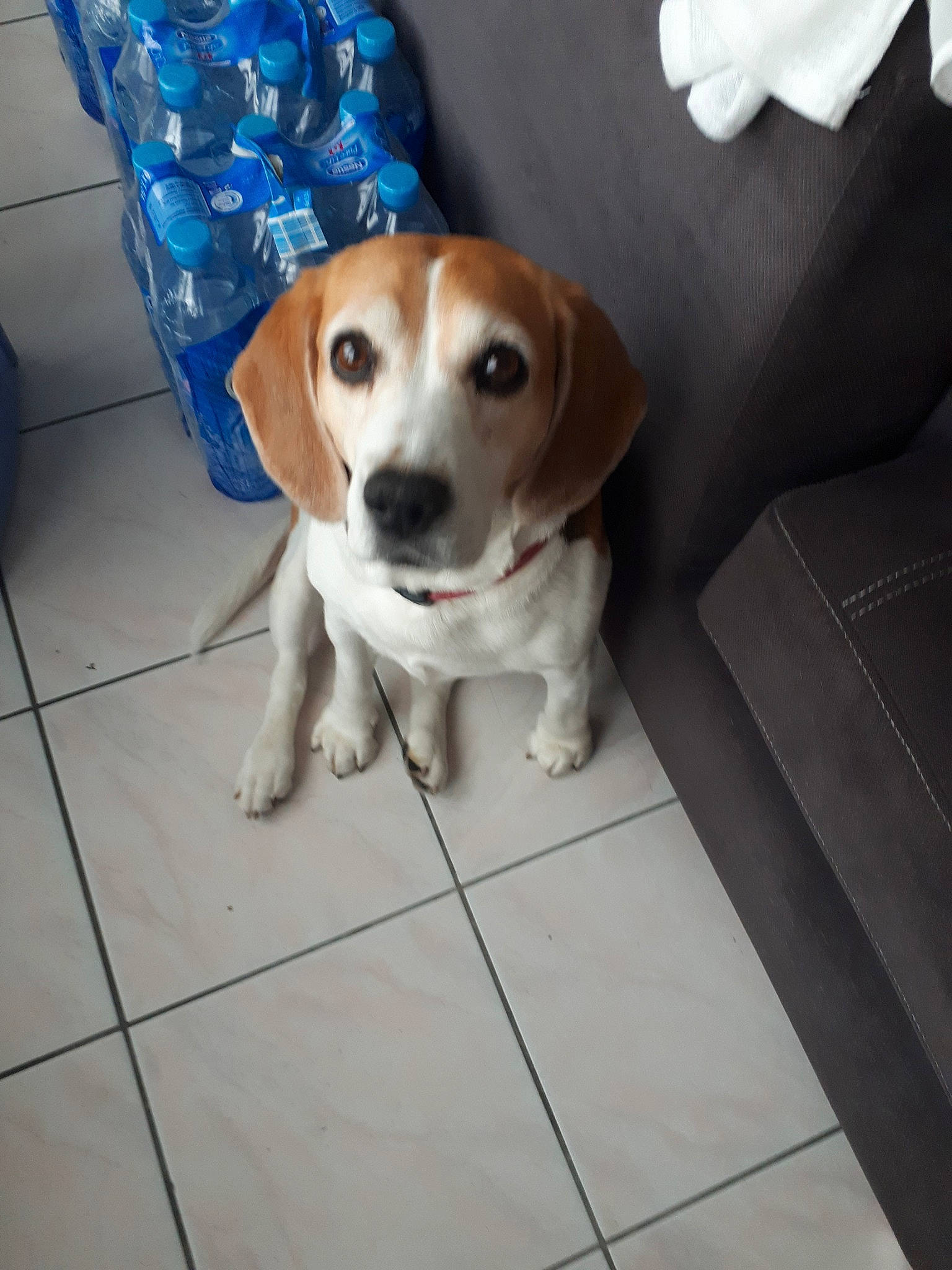Ony a rejoint le concours — aidez-le/la à gagner de superbes lots ! american_foxhound, beagador, beagle, beagle_harrier, beaglier, canidae, carnivore, companion_dog, dog, dog_breed, estonian_hound, harrier, mammal, pocket_beagle, puppy, rare_breed_dog, snout, sporting_group, treeing_walker_coonhound, vertebrate