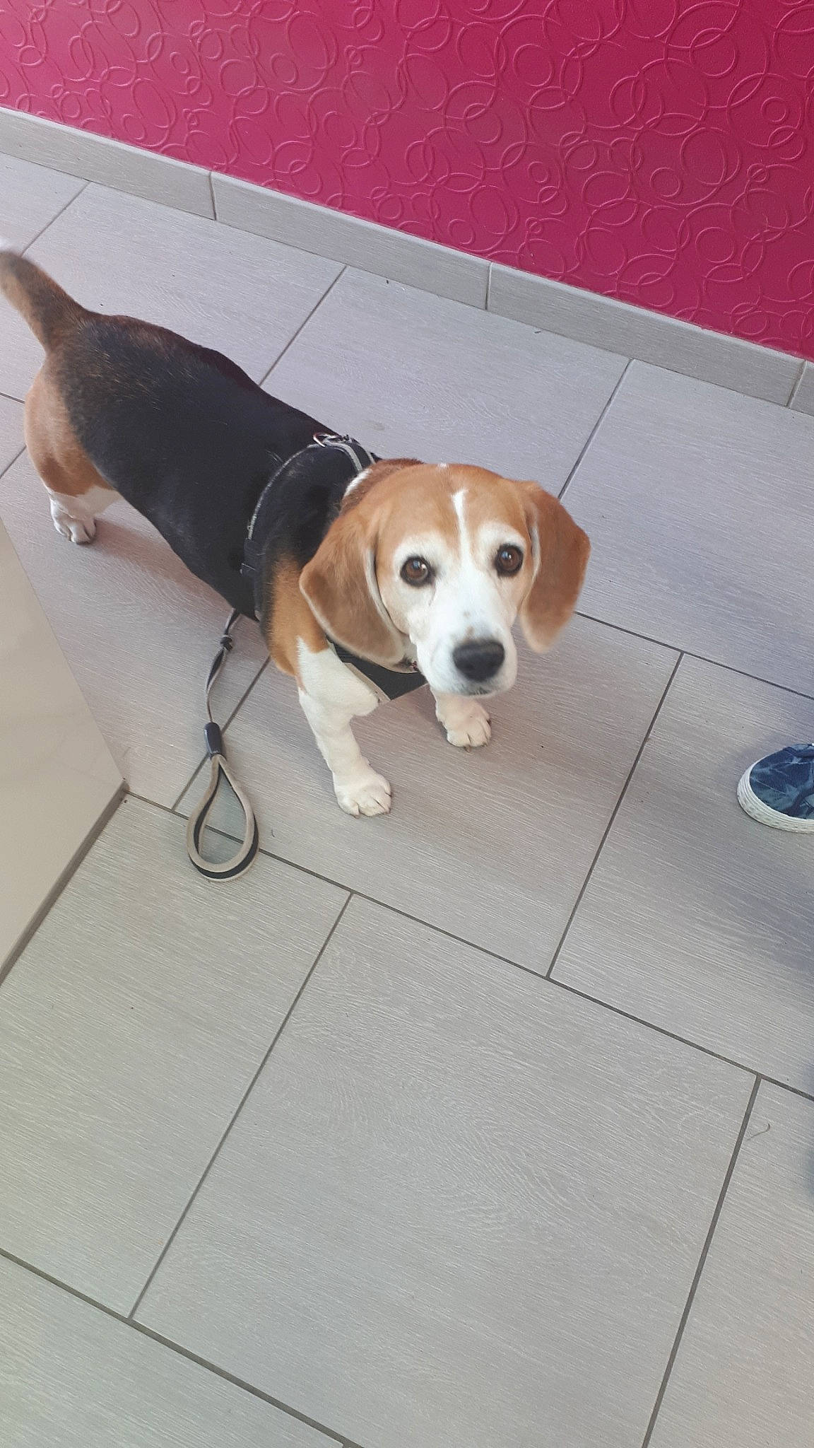 Ony a rejoint le concours — aidez-le/la à gagner de superbes lots ! american_foxhound, beagador, beagle, beagle_harrier, beaglier, canidae, carnivore, dog, dog_breed, english_foxhound, estonian_hound, finnish_hound, hamiltonstovare, harrier, mammal, pocket_beagle, serbian_tricolour_hound, snout, treeing_walker_coonhound, vertebrate