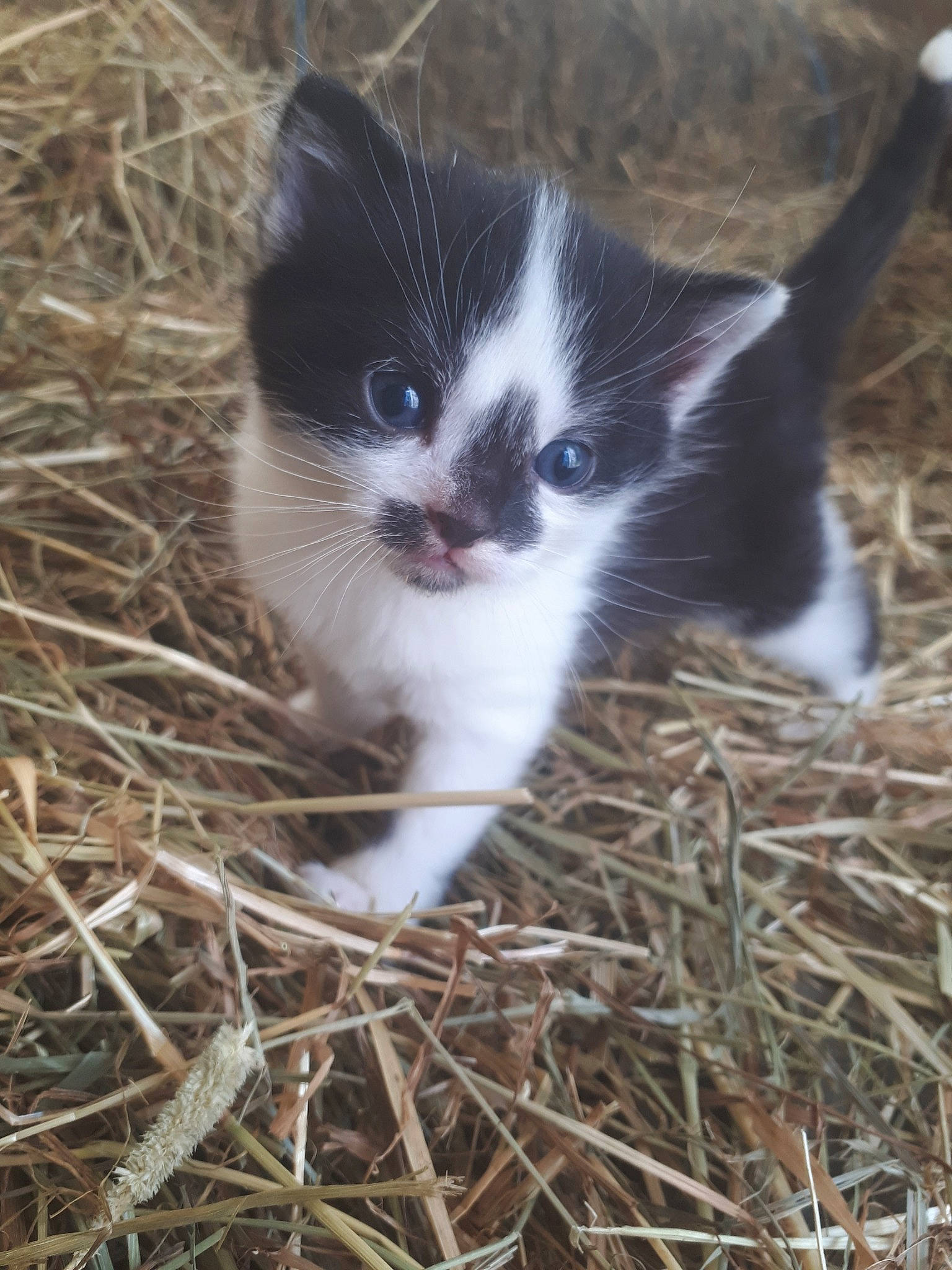Moustache participe au concours pour gagner de l'argent avec cette photo : carnivore, cat, domestic_short_haired_cat, felidae, grass, kitten, mammal, norwegian_forest_cat, polydactyl_cat, small_to_medium_sized_cats, whiskers