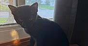 Simba is registered to the contest to win money with this photo: animal, black_cat, cat, close_up, curtains, dark_fur, daylight, ears, eyes, feline, home, indoors, kitten, pet, portrait, sitting, sunlight, whiskers, window, wooden_table