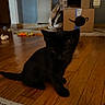Simba is registered to the contest to win money with this photo: amazon_box, animal, black_cat, cardboard_boxes, cat, curious, ears, eyes, fur, hardwood_floor, home, indoor, kitten, pet, portrait, rug, sitting, tail, toys, wood_floor
