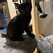 Simba joined the competition — help win amazing prizes! black_cat, cat, cat_tree, cozy, feline, fluffy_tail, gray_fur, hanging_toy, home, indoor, kitten, pet, playful, pointed_ears, portrait, scratching_post, sitting, toy, whiskers, yellow_eyes