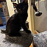 black_cat, kitten, cat, feline, pet, sitting, portrait, indoor, home, cat_tree, scratching_post, toy, hanging_toy, gray_fur, fluffy_tail, pointed_ears, yellow_eyes, whiskers, playful, cozy