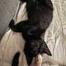 Simba joined the competition — help win amazing prizes! animal, bed, bedding, bicolor_cat, black_cat, cat, couch, home, indoor, lying_down, paws, pet, portrait, quilt, relaxed, sleeping, tail, upside_down, whiskers, white_cat