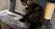 Stormy is registered to the contest to win money with this photo: alert, animal, cat, cat_tree, cute, ears, eyes, fluffy, fur, gray, home, indoors, kitten, pet, playful, portrait, scratching_post, sitting, tortoiseshell, whiskers