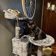 Stormy is registered to the contest to win money with this photo: animal, black_cat, cat, cat_tree, cats, curious, cute, fur, home, indoor, kitten, kittens, pet, portrait, scratching_post, sitting, tabby_cat, tongue, wall_clock, wooden_door