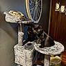 cat, cats, kittens, black_cat, tabby_cat, fur, animal, pet, cute, kitten, cat_tree, scratching_post, indoor, home, wall_clock, wooden_door, portrait, sitting, curious, tongue