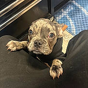 Cannoli joined the competition — help win amazing prizes! puppy, dog, brindle, hoodie, black_clothing, paw, floor, cabinet, indoor, looking_up, close_up, pet, animal, cute, young_dog, knees, human_legs, black_pants, kitchen, home