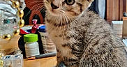 Rachel joined the competition — help win amazing prizes! kitten, cat, tabby, pet, animal, indoor, wooden_table, curious, cute, small, feline, ears, whiskers, tail, household_items, natural_light, window, background, domestic, young