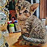 kitten, cat, tabby, pet, animal, indoor, wooden_table, curious, cute, small, feline, ears, whiskers, tail, household_items, natural_light, window, background, domestic, young
