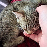 Rachel joined the competition — help win amazing prizes! cat, kitten, tabby, pet, sleeping, hand, human_hand, feline, fur, whiskers, closeup, cozy, resting, red_blanket, indoor, comfort, cute, animal, nap, soft