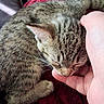 cat, kitten, tabby, pet, sleeping, hand, human_hand, feline, fur, whiskers, closeup, cozy, resting, red_blanket, indoor, comfort, cute, animal, nap, soft