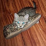 Rachel is registered to the contest to win money with this photo: kitten, cat, shoe, leopard_print, wooden_floor, pet, animal, cute, playful, curious, flash, indoor, small, feline, whiskers, paws, tail, domestic_animal, eyes, mischievous