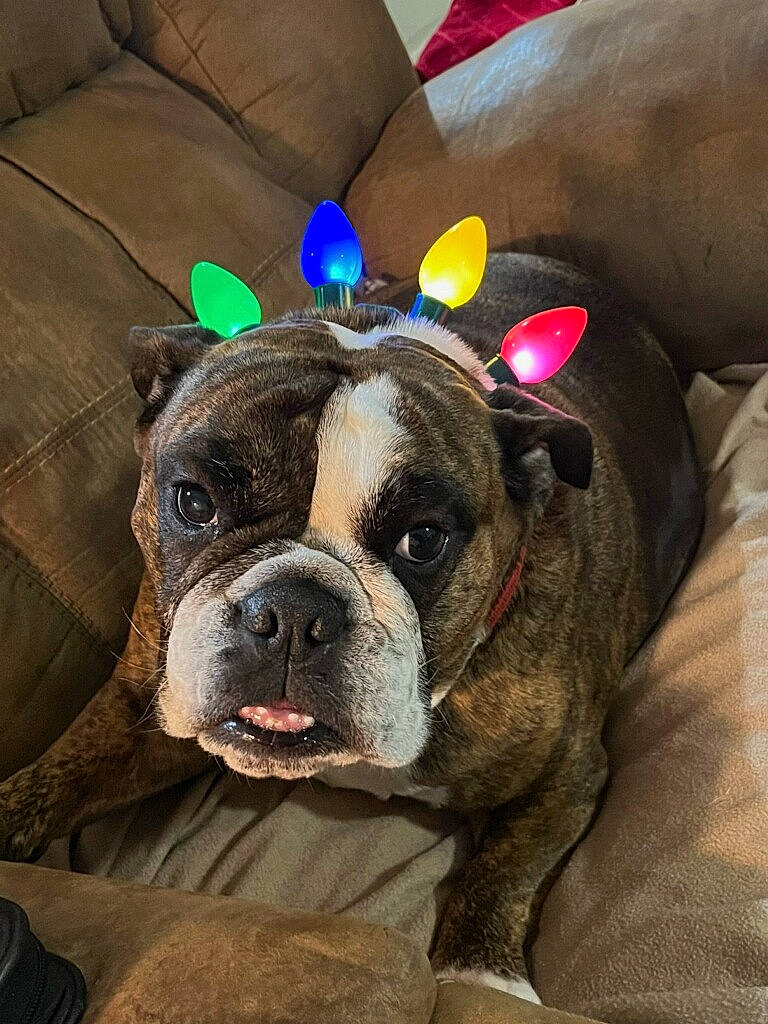 Nyla Fore is registered to the contest to win money with this photo: bulldog, canidae, carnivore, comfort, companion_dog, couch, dog, dog_breed, ear, fawn, fur, happy, selfie, snout, sporting_group, terrestrial_animal, toy_dog, whiskers, working_animal, wrinkle