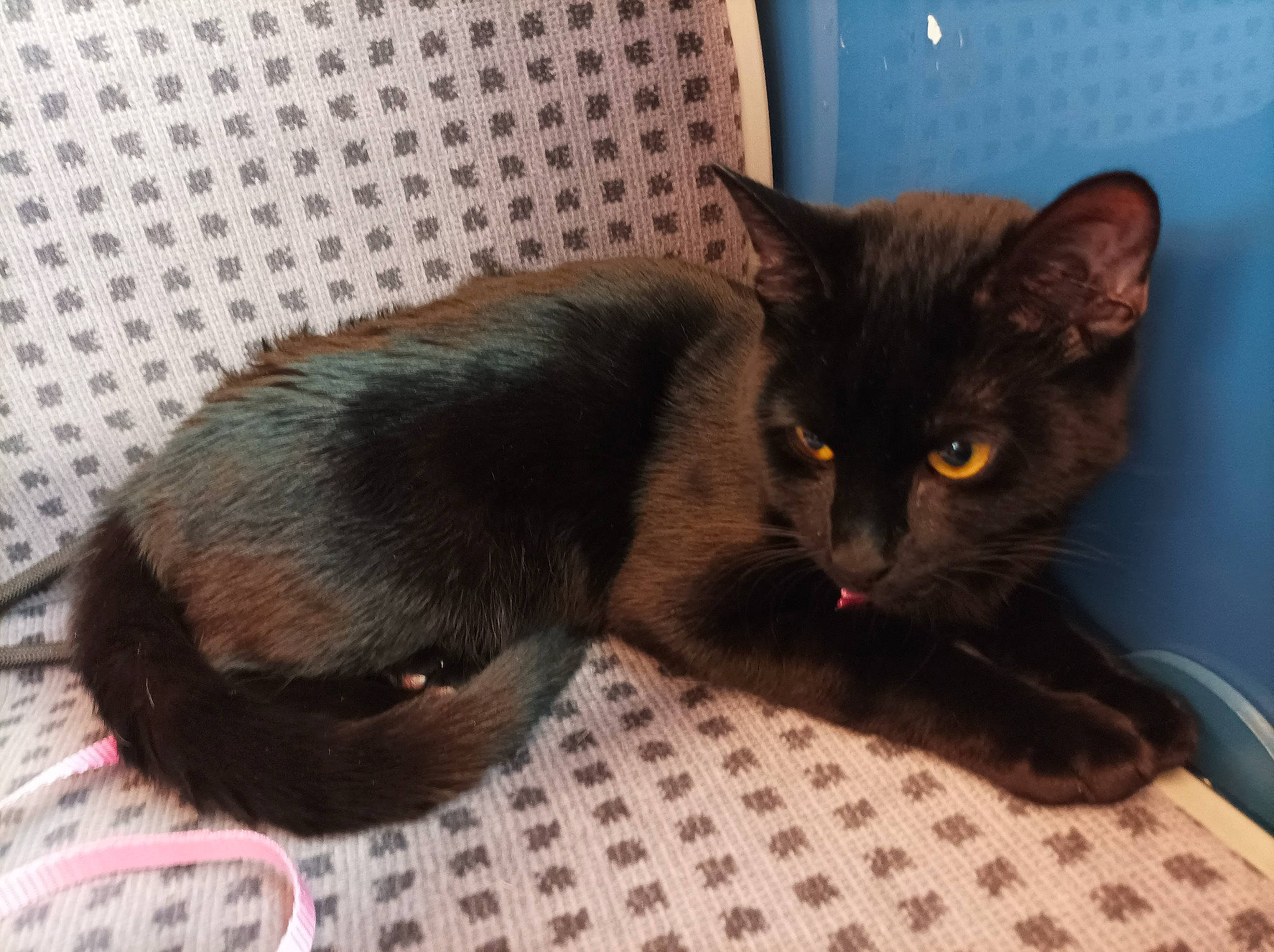 Eclipse a rejoint le concours — aidez-le/la à gagner de superbes lots ! carnivore, cat, cat_supply, claw, comfort, domestic_short_haired_cat, felidae, fur, pet_supply, small_to_medium_sized_cats, tail, terrestrial_animal, whiskers