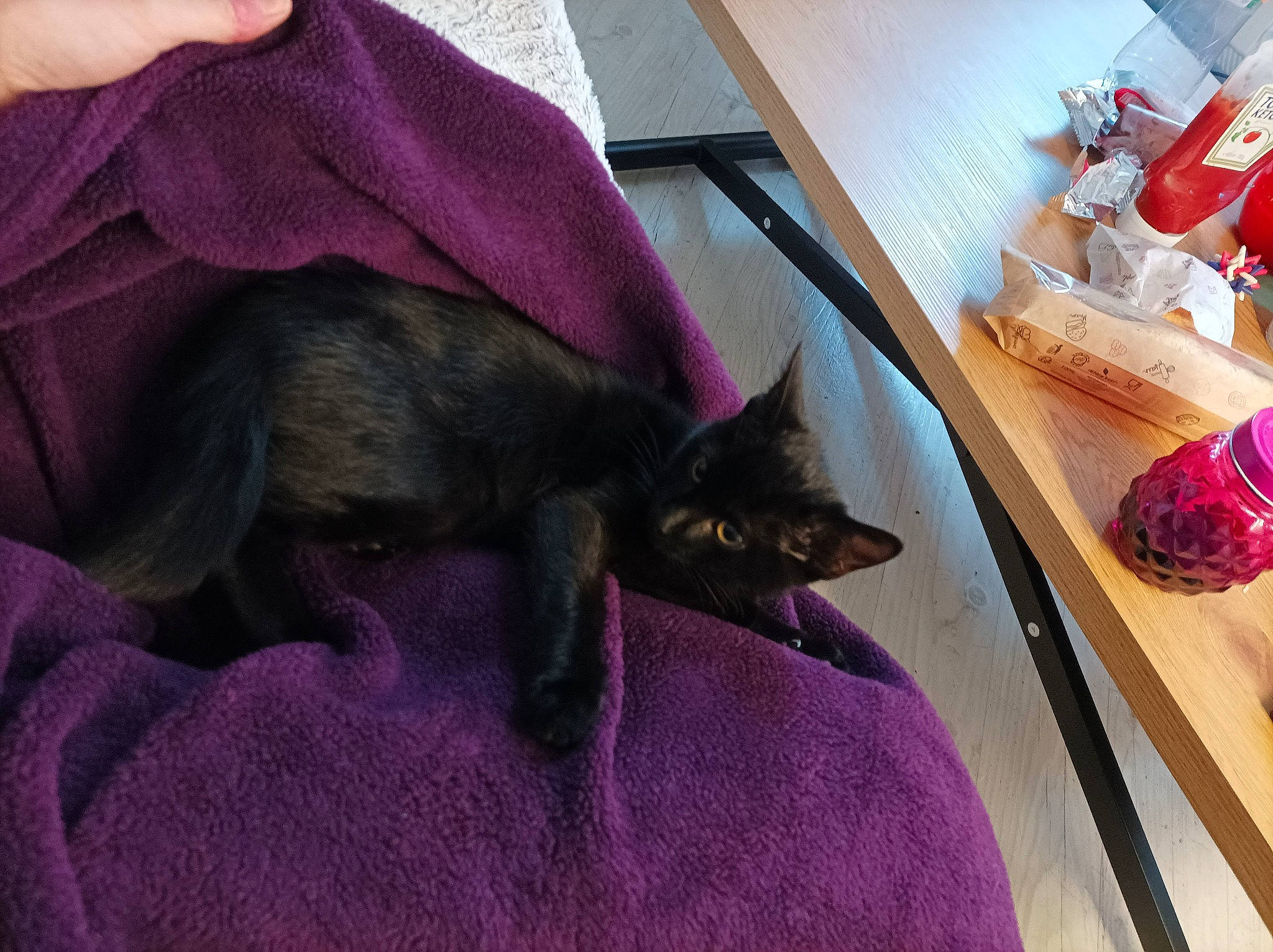 Eclipse participe au concours pour gagner de l'argent avec cette photo : black_cat, carmine, carnivore, cat, comfort, dog_breed, domestic_short_haired_cat, felidae, flooring, fur, grey, hardwood, linens, magenta, nap, purple, small_to_medium_sized_cats, tail, whiskers, wood