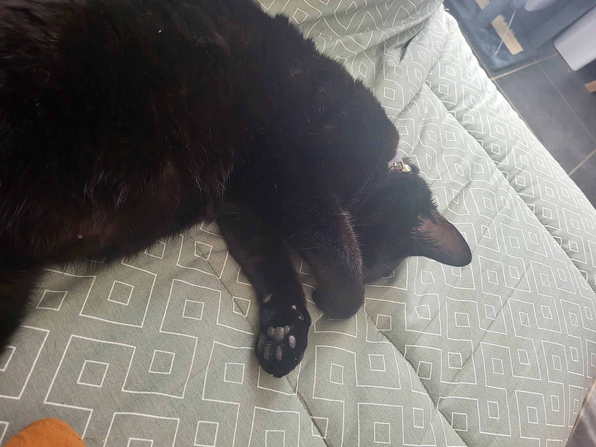 Eclipse a rejoint le concours — aidez-le/la à gagner de superbes lots ! black_cat, bombay, canidae, carnivore, cat, claw, dog_breed, felidae, floor, flooring, foot, fur, human_leg, small_to_medium_sized_cats, snout, sporting_group, tail, terrestrial_animal, tints_and_shades, whiskers