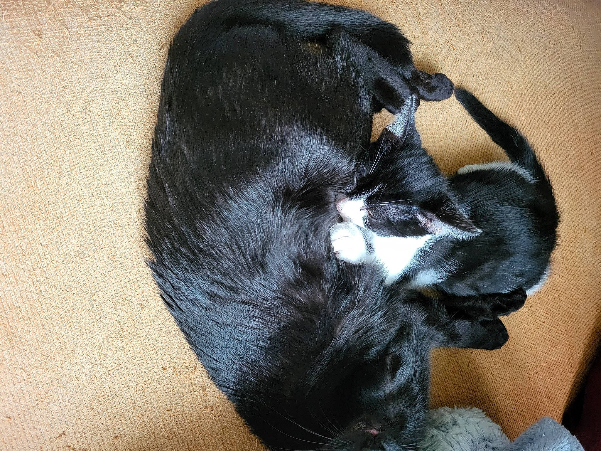 Eclipse a rejoint le concours — aidez-le/la à gagner de superbes lots ! canidae, carnivore, claw, comfort, companion_dog, dog_breed, ear, electric_blue, felidae, fur, mammal, nap, paw, small_to_medium_sized_cats, snout, sporting_group, tail, terrestrial_animal, vertebrate, whiskers