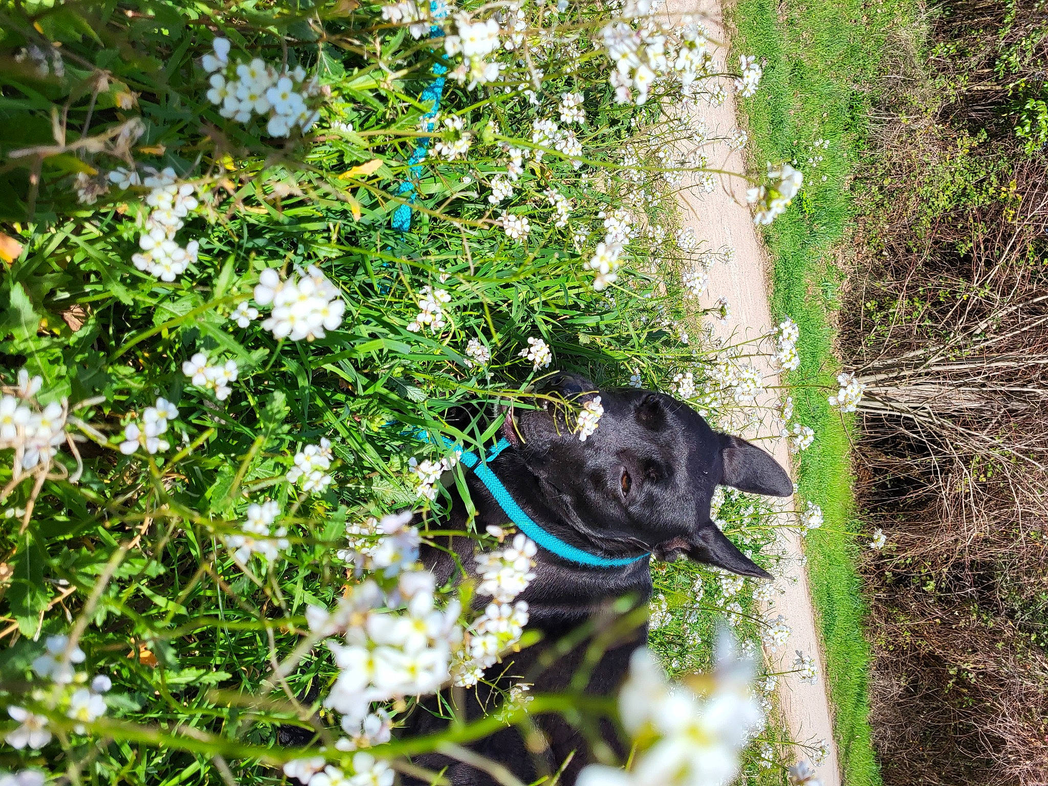 Taika a rejoint le concours — aidez-le/la à gagner de superbes lots ! annual_plant, carnivore, dog, dog_breed, electric_blue, flower, flowering_plant, garden, grass, groundcover, herb, herbaceous_plant, petal, plant, shrub, sporting_group, tail, vegetation, wildflower, working_animal