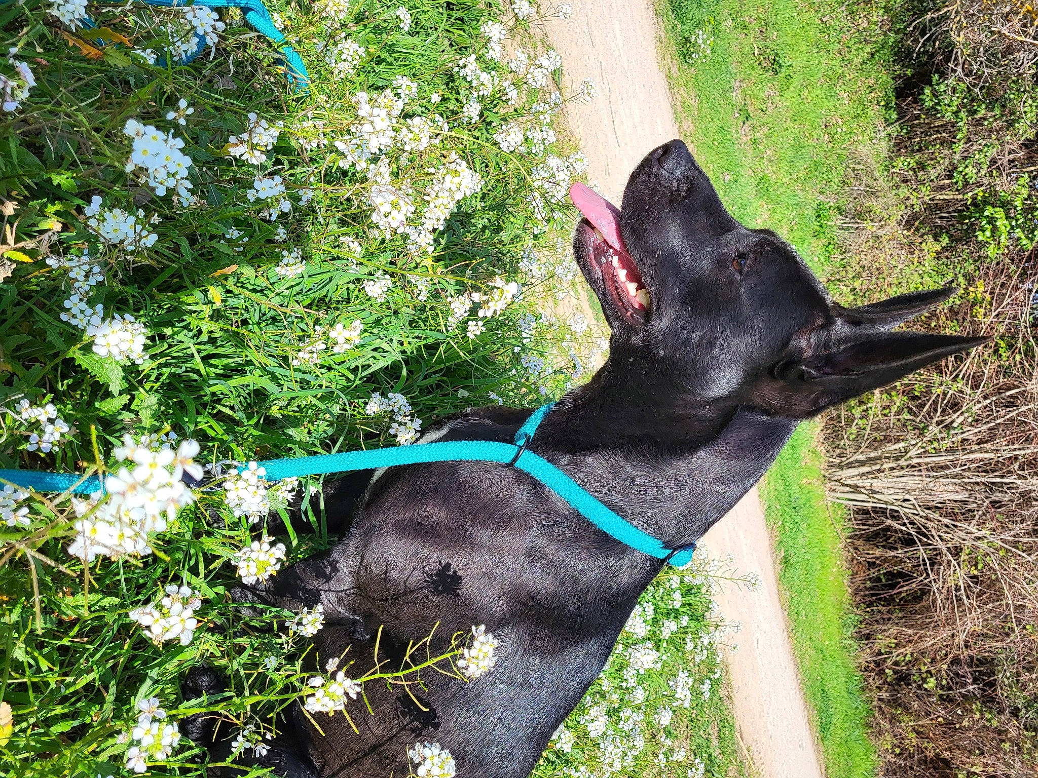 Taika a rejoint le concours — aidez-le/la à gagner de superbes lots ! carnivore, collar, companion_dog, dog, dog_breed, dog_collar, electric_blue, fawn, flower, grass, groundcover, pet_supply, plant, shrub, snout, sporting_group, tail, terrestrial_animal, tree, working_animal